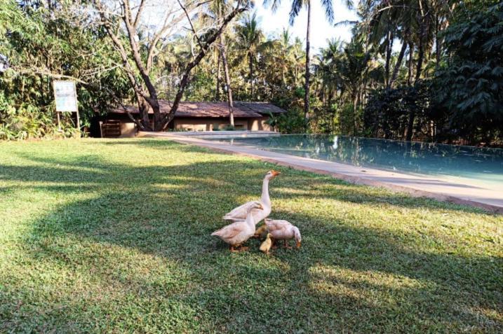 The Orchard Resort 贝尔高姆 外观 照片